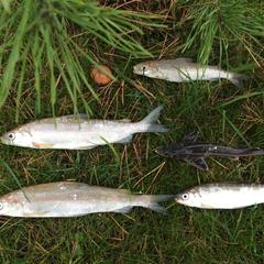 Гостевой дом Серебряное копытце, Пермь, Пермский край