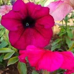 Гостевой дом Серебряное копытце, Пермь, Пермский край