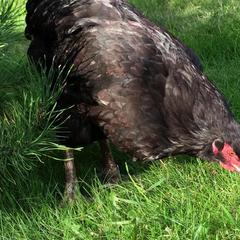 Гостевой дом Серебряное копытце, Пермь, Пермский край