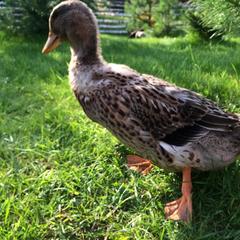 Гостевой дом Серебряное копытце, Пермь, Пермский край