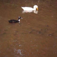 Гостевой дом Серебряное копытце, Пермь, Пермский край