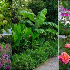 Гостевой дом Рафаэль, Пляхо, Краснодарский край