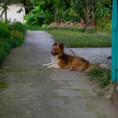 Гостевой дом Рафаэль, Пляхо, Краснодарский край