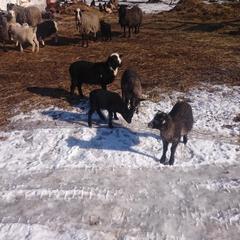 База отдыха Окская, Подмоклово, Московская область