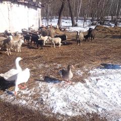 База отдыха Окская, Подмоклово, Московская область