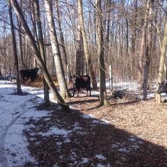 База отдыха Окская, Подмоклово, Московская область