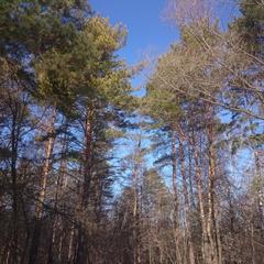 База отдыха Окская, Подмоклово, Московская область