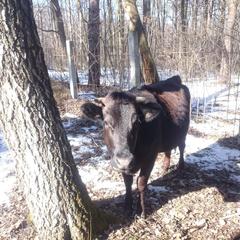 База отдыха Окская, Подмоклово, Московская область