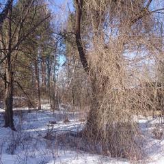 База отдыха Окская, Подмоклово, Московская область