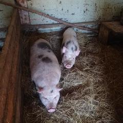 База отдыха Окская, Подмоклово, Московская область