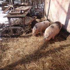 База отдыха Окская, Подмоклово, Московская область