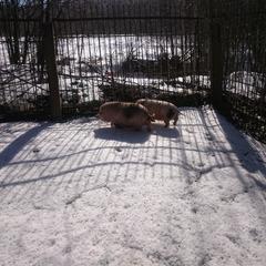 База отдыха Окская, Подмоклово, Московская область