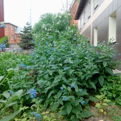 Хостел Комфорт, Подольск, Московская область