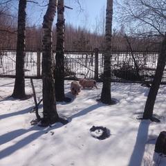 База отдыха Окская, Подмоклово, Московская область