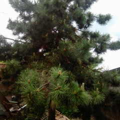 Хостел Комфорт, Подольск, Московская область