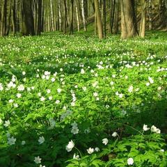 Отель Дом лесника, Полесск, Калининградская область