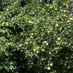 Отель Дом лесника, Полесск, Калининградская область