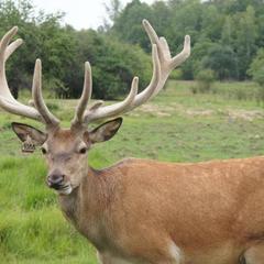 Отель Дом лесника, Полесск, Калининградская область