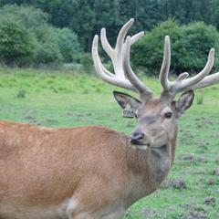 Отель Дом лесника, Полесск, Калининградская область