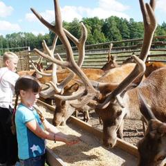 Отель Дом лесника, Полесск, Калининградская область