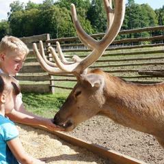Отель Дом лесника, Полесск, Калининградская область