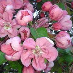 Отель Дом лесника, Полесск, Калининградская область