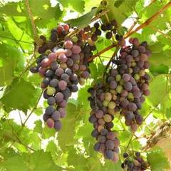 Гостевой дом Мираж, Поповка, Крым