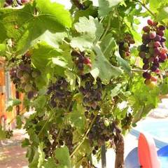 Гостевой дом Мираж, Поповка, Крым