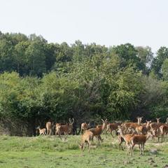 Отель Дом лесника, Полесск, Калининградская область