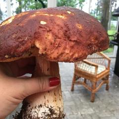 Гостевой дом Береговая, 10, Приморск, Калининградская область