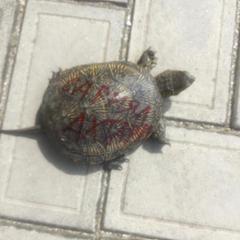 Отель Sari-Yal, Приморско-Ахтарск, Краснодарский край