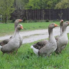  Дом на Лесной Опушке, Пущино, Московская область
