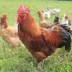  Дом на Лесной Опушке, Пущино, Московская область