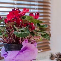 Хостел Централь, Пятигорск, Ставропольский край