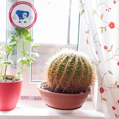 Хостел Свои, Пятигорск, Ставропольский край