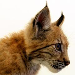 База отдыха Шишки на Лампушке - Финская Калевала, Раздолье, Ленинградская область