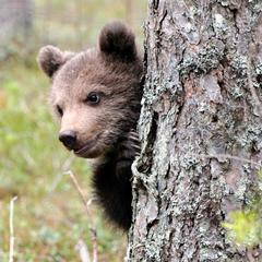 База отдыха Шишки на Лампушке - Финская Калевала, Раздолье, Ленинградская область
