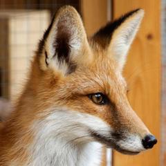 База отдыха Шишки на Лампушке - Финская Калевала, Раздолье, Ленинградская область