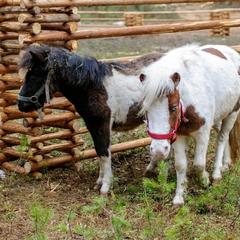 База отдыха Шишки на Лампушке - Финская Калевала, Раздолье, Ленинградская область