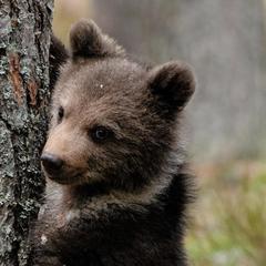 База отдыха Шишки на Лампушке - Финская Калевала, Раздолье, Ленинградская область