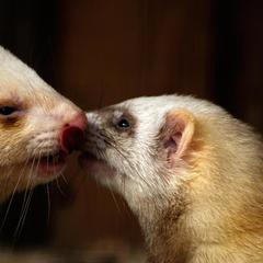 База отдыха Шишки на Лампушке - Финская Калевала, Раздолье, Ленинградская область