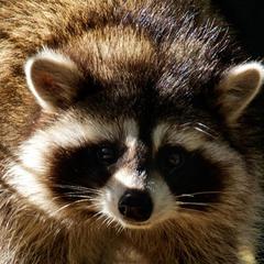 База отдыха Шишки на Лампушке - Финская Калевала, Раздолье, Ленинградская область