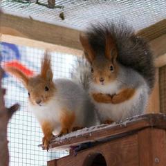 База отдыха Шишки на Лампушке - Финская Калевала, Раздолье, Ленинградская область
