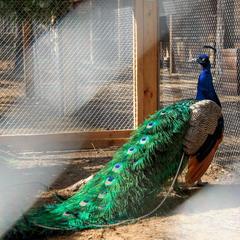 База отдыха Шишки на Лампушке - Финская Калевала, Раздолье, Ленинградская область