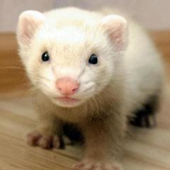 База отдыха Шишки на Лампушке - Финская Калевала, Раздолье, Ленинградская область