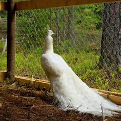 База отдыха Шишки на Лампушке - Финская Калевала, Раздолье, Ленинградская область