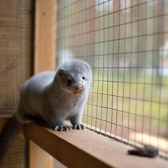 База отдыха Шишки на Лампушке - Финская Калевала, Раздолье, Ленинградская область