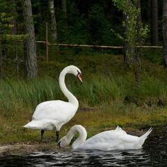 База отдыха Шишки на Лампушке - Финская Калевала, Раздолье, Ленинградская область