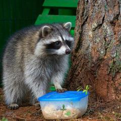 База отдыха Шишки на Лампушке - Финская Калевала, Раздолье, Ленинградская область
