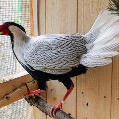 База отдыха Шишки на Лампушке - Финская Калевала, Раздолье, Ленинградская область